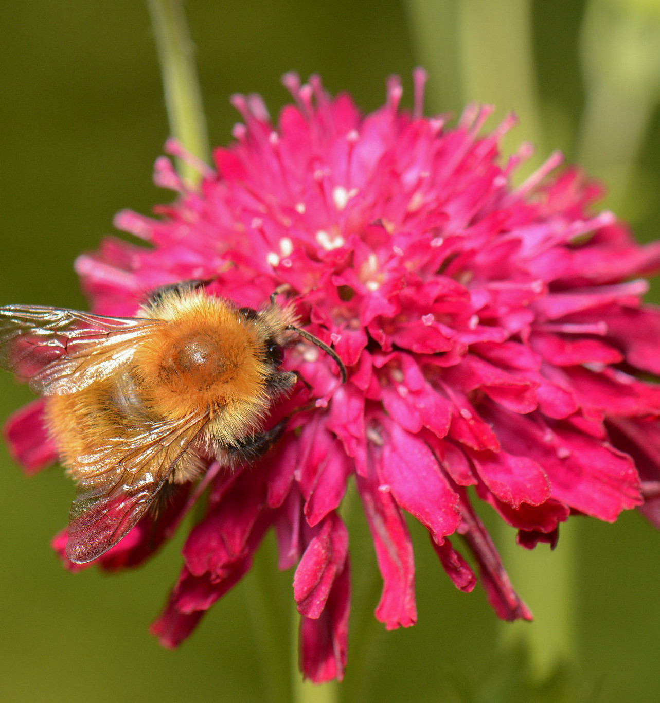 RED KNAUTIA, 110 SEEDS, *EZ TO GROW*