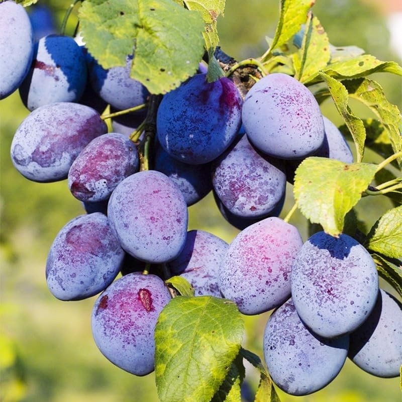 10+ Wild Plum Tree Fruit Seeds for Planting Outdoor-Perennial Non-GMO Fruit Tree