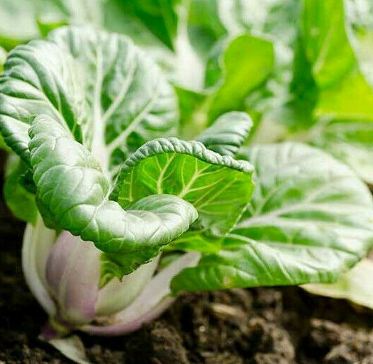 Baby Bok Choy Seeds | Dwarf Pak Choi USA Asian Vegetable Chinese Cabbage 2024