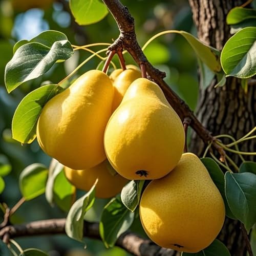 35+pcs Perennial Pear Fruits Tree Seeds for Planting Outdoor