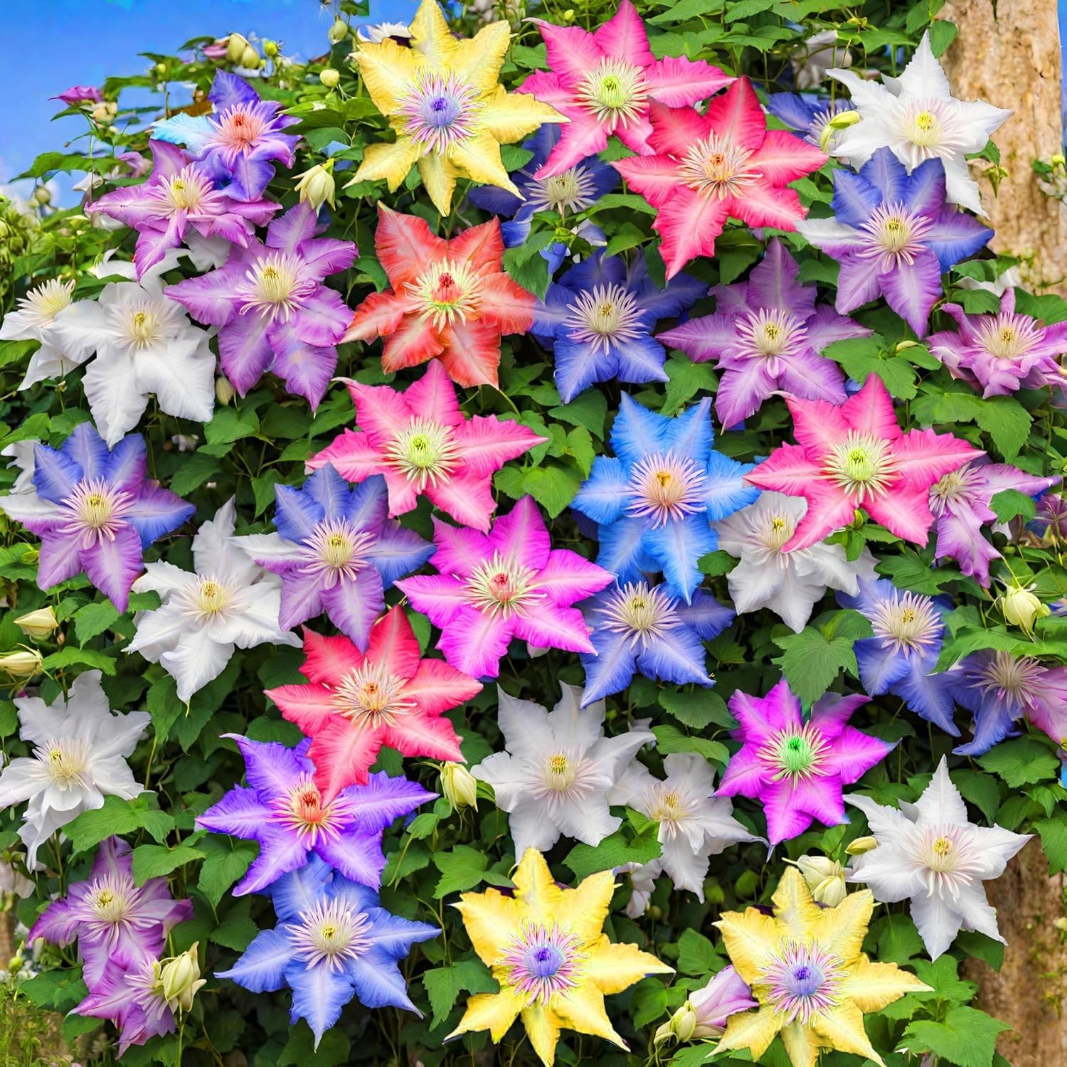 20 Mixed Heirloom Clematis Seeds – Low Maintenance Perennial Flower Beauties