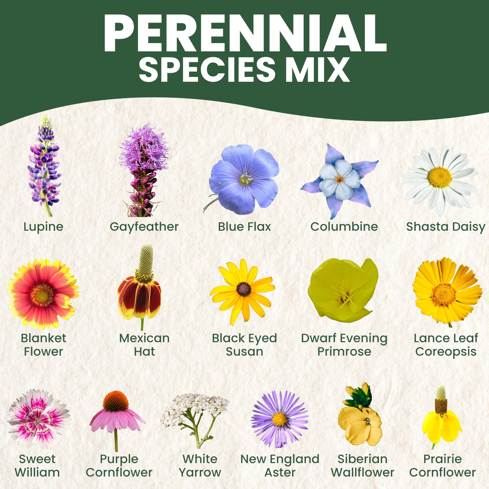 Perennial Species Mix Large 5g Envelope Wildflower Seeds Planting