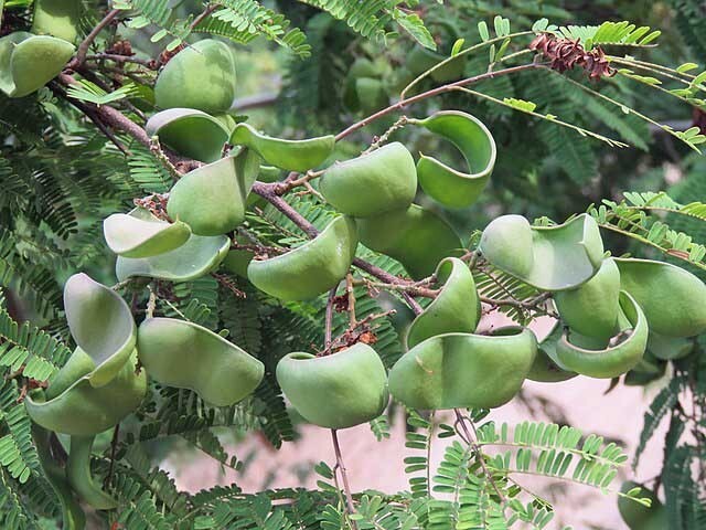 Caesalpinia coriaria | Divi Divi | 10 Seeds