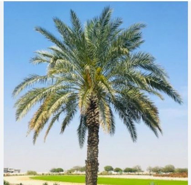 10 Medjool Date Palm Seeds (Phoenix dactylifera)