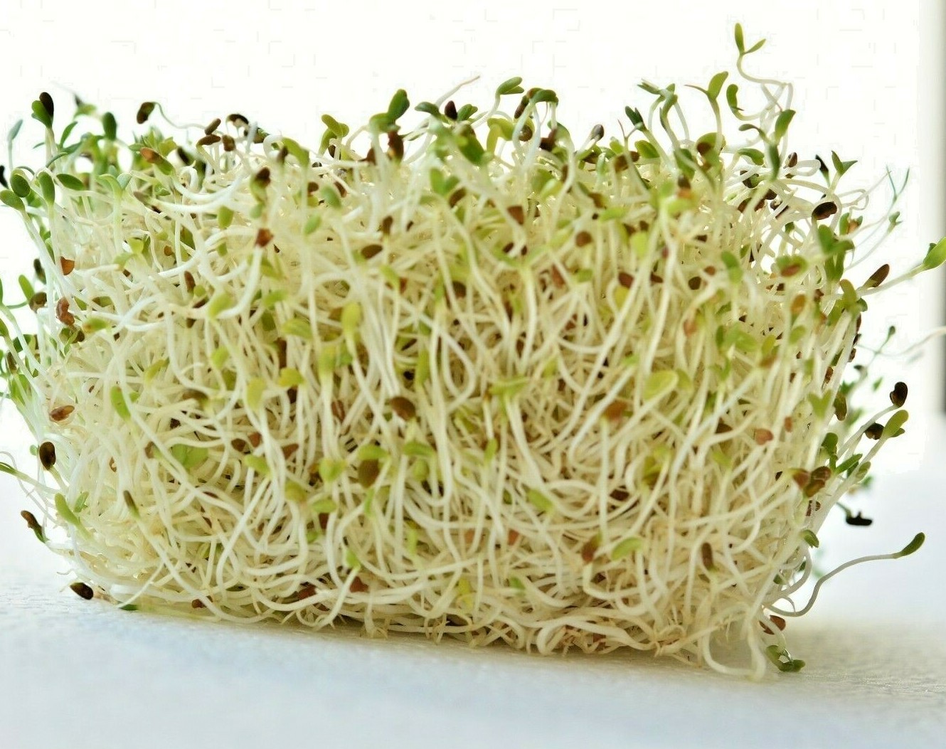 ALFALFA 150 SEEDS SPRING GARDEN MICROGREENS COVER CROP GREENS JUICING HEIRLOOM
