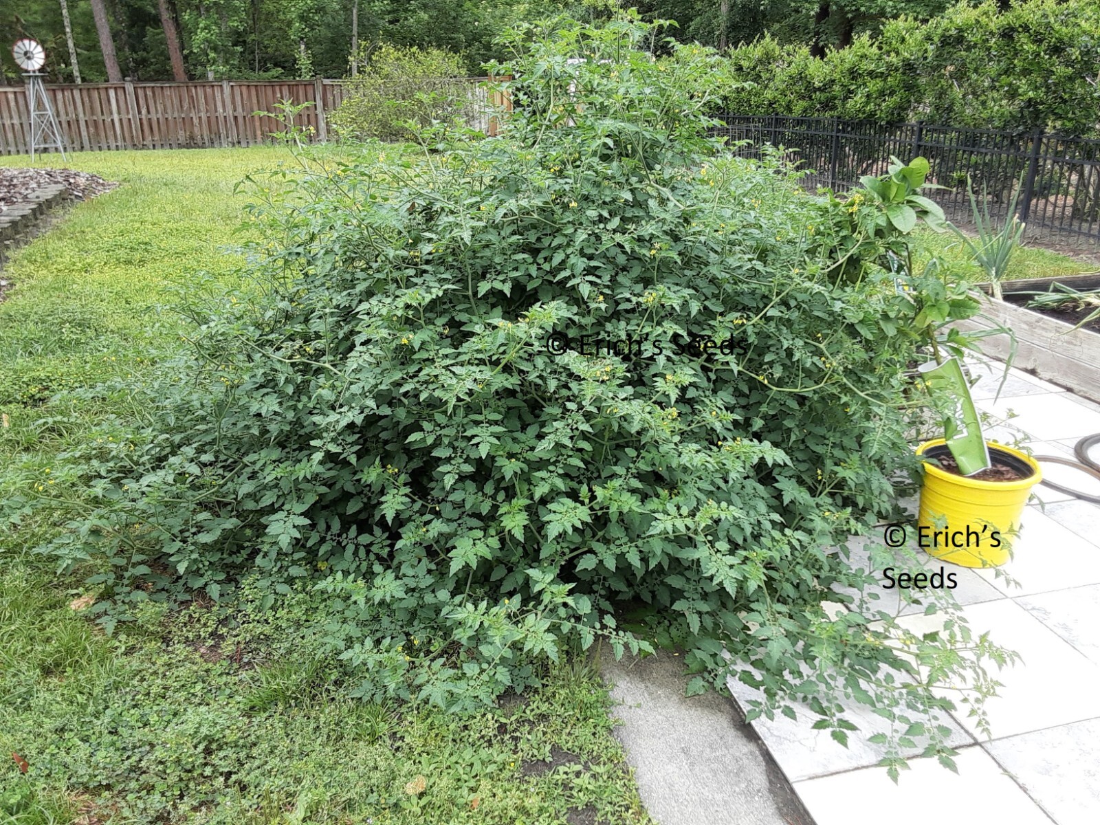 30+ Florida Everglades Tomato Seeds Organic – Fresh seeds from June 2023