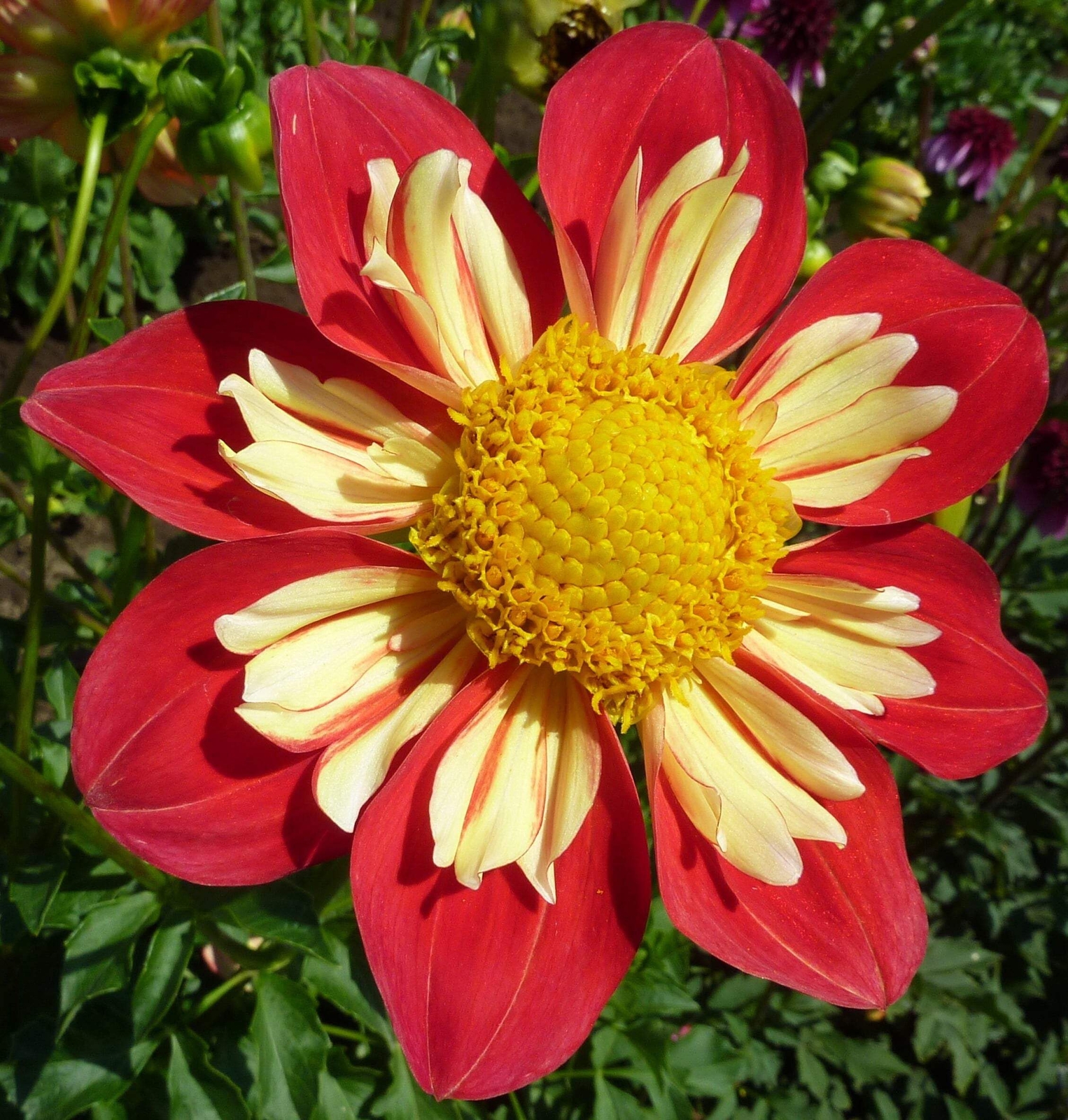 50 MIXED COLLARETTE DAHLIA Variabilis Two Tone Red Pink Yellow Flower Seeds
