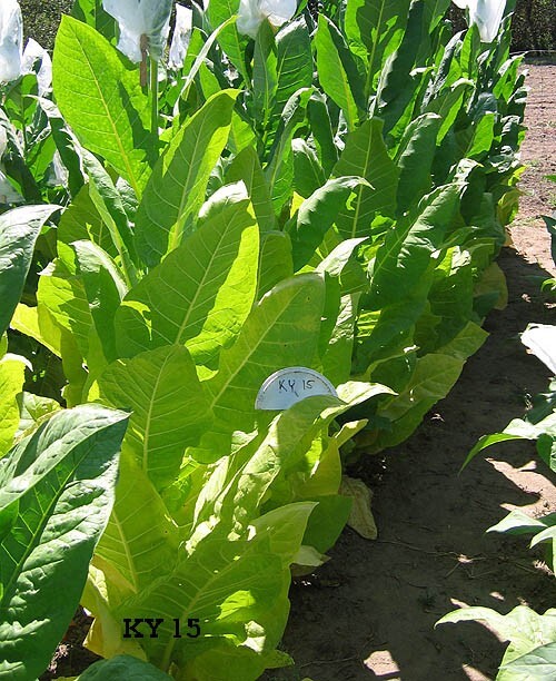 1000 KY15 Tobacco Seeds ~ Disease Resistant Nicotiana Tabacum ~ Frost Resistant