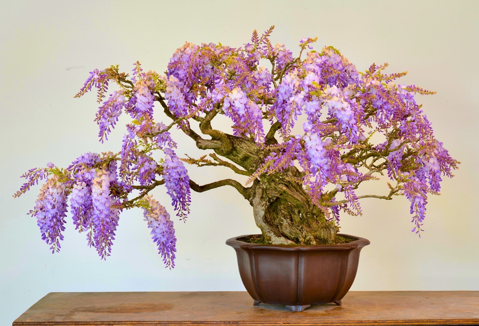 100 Purple Wisteria Flowering Bonsai Tree Seeds & FREE Growing Guide – USA 2026
