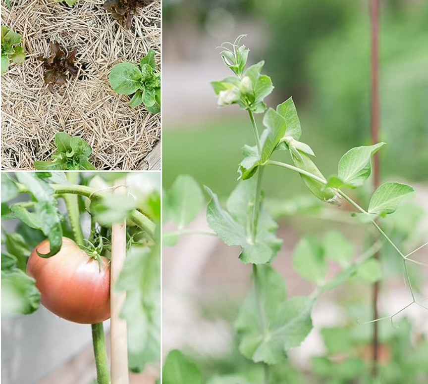 Sereniseed Certified Organic Vegetable Seeds 10-Pack Non GMO Open Pollinated