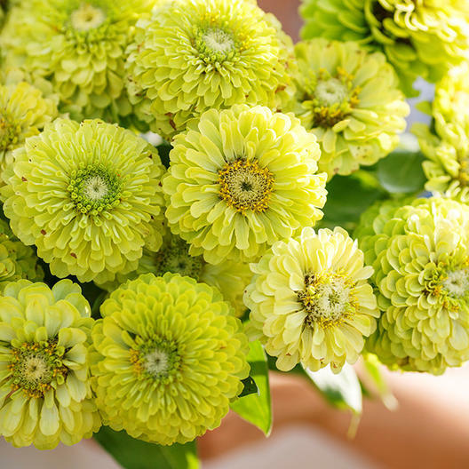 Zinnia LEMON MERINGUE Mix Flowers Pollinators Butterflies Love Non-GMO 100 Seeds
