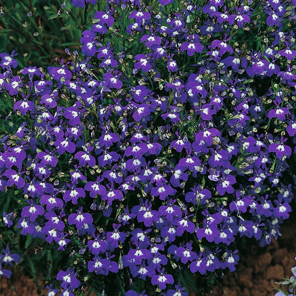 200 MRS CLIBRAN LOBELIA Erinus Lavender Purple & White Flower Seeds *Comb S/H