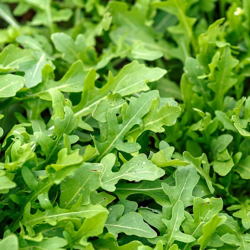 Roquette Arugula 500+ Seeds, Rocket, Colewort, Slow Bolt, NON-GMO, #11