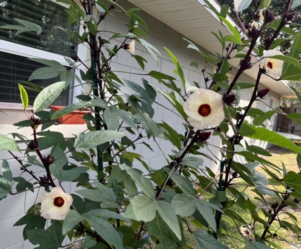 Roselle Hibiscus Seeds