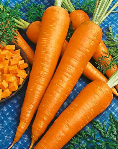 Carrot Seeds – Danvers 126, (Daucus carota)