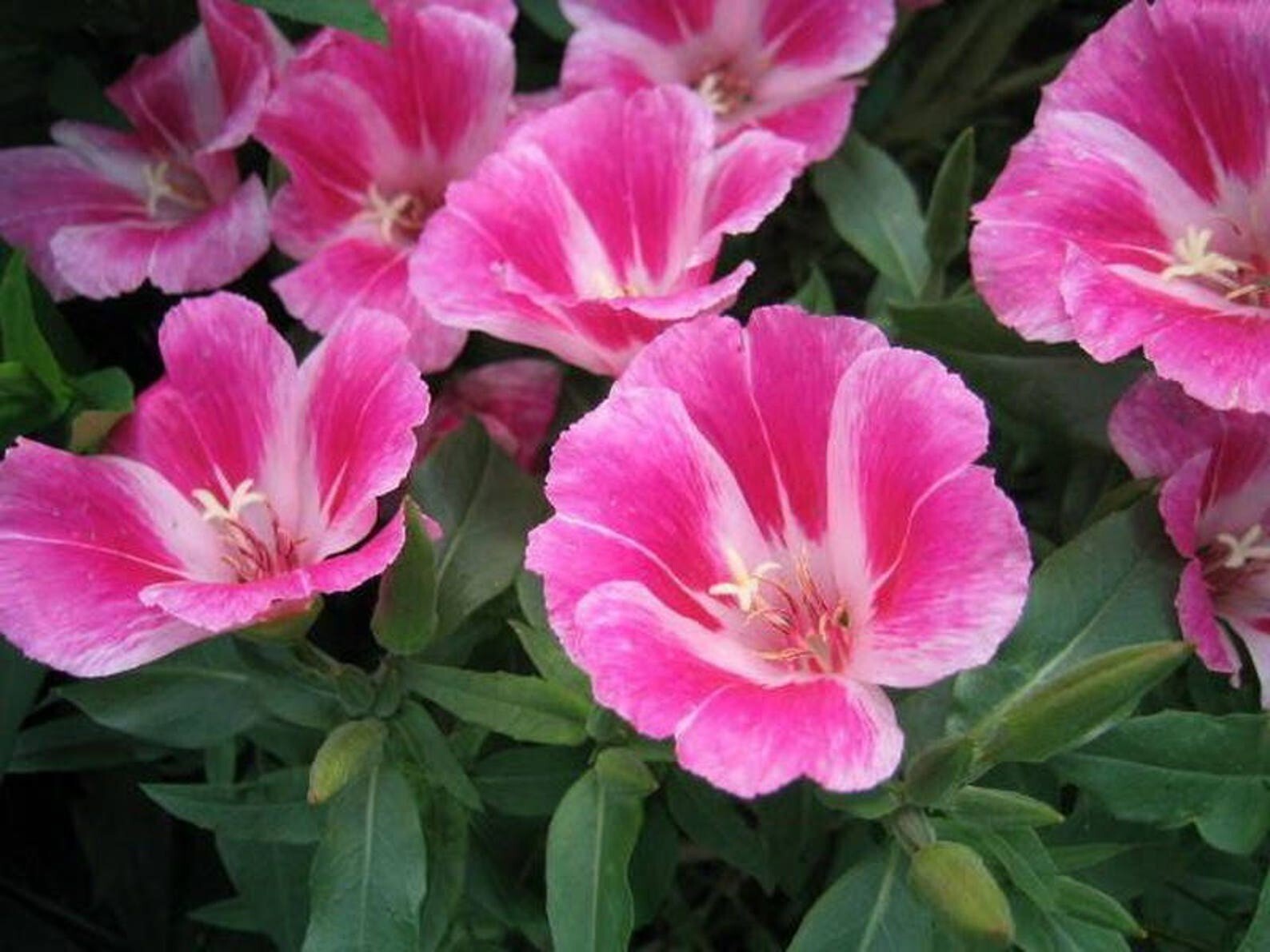 Clarkia Farewell to Spring Seeds 200+ Godetia Amoena Annual Flower USA FREE S&H