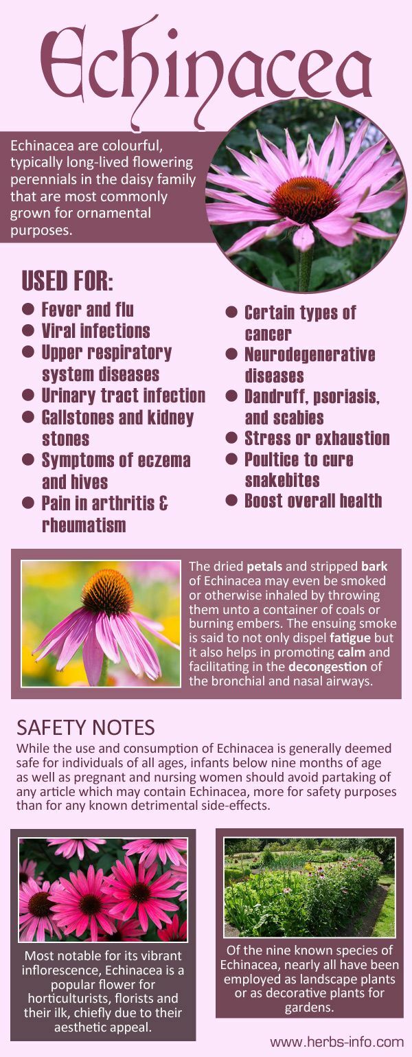 150+ PURPLE CONEFLOWER ECHINACEA HEALING HERBS NON-GMO
