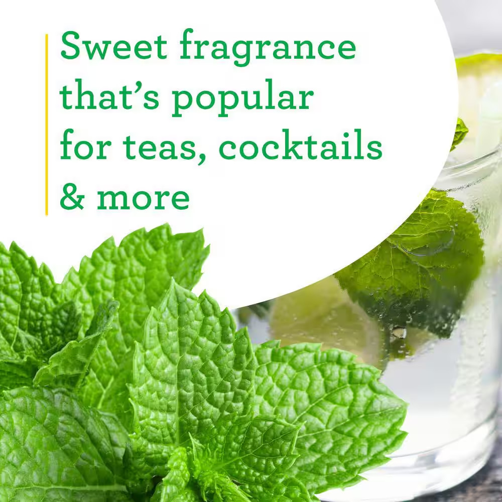 19 Oz. Spearmint Herb Plant (2-Pack)
