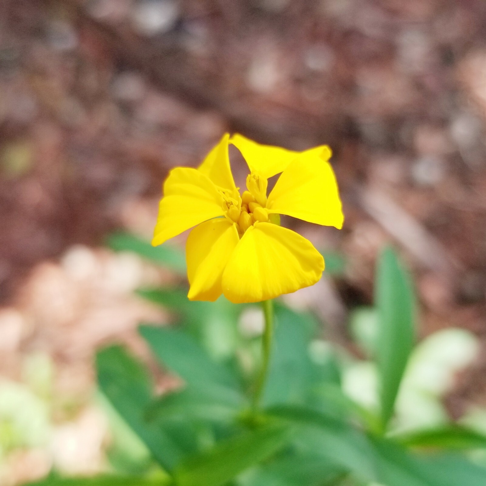 Heirloom Mexican Mint Marigold Seeds Texas tarragon Tagetes lucida