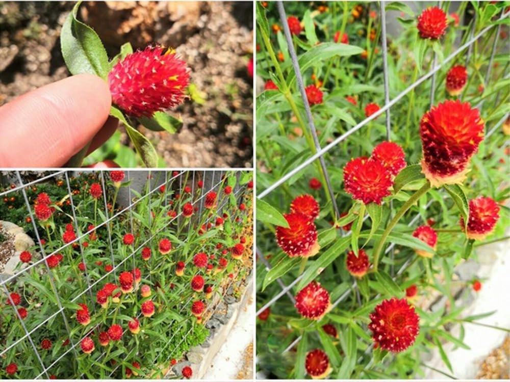100PCS Extra Rare Flower Red Gomphrena Globosa Seeds