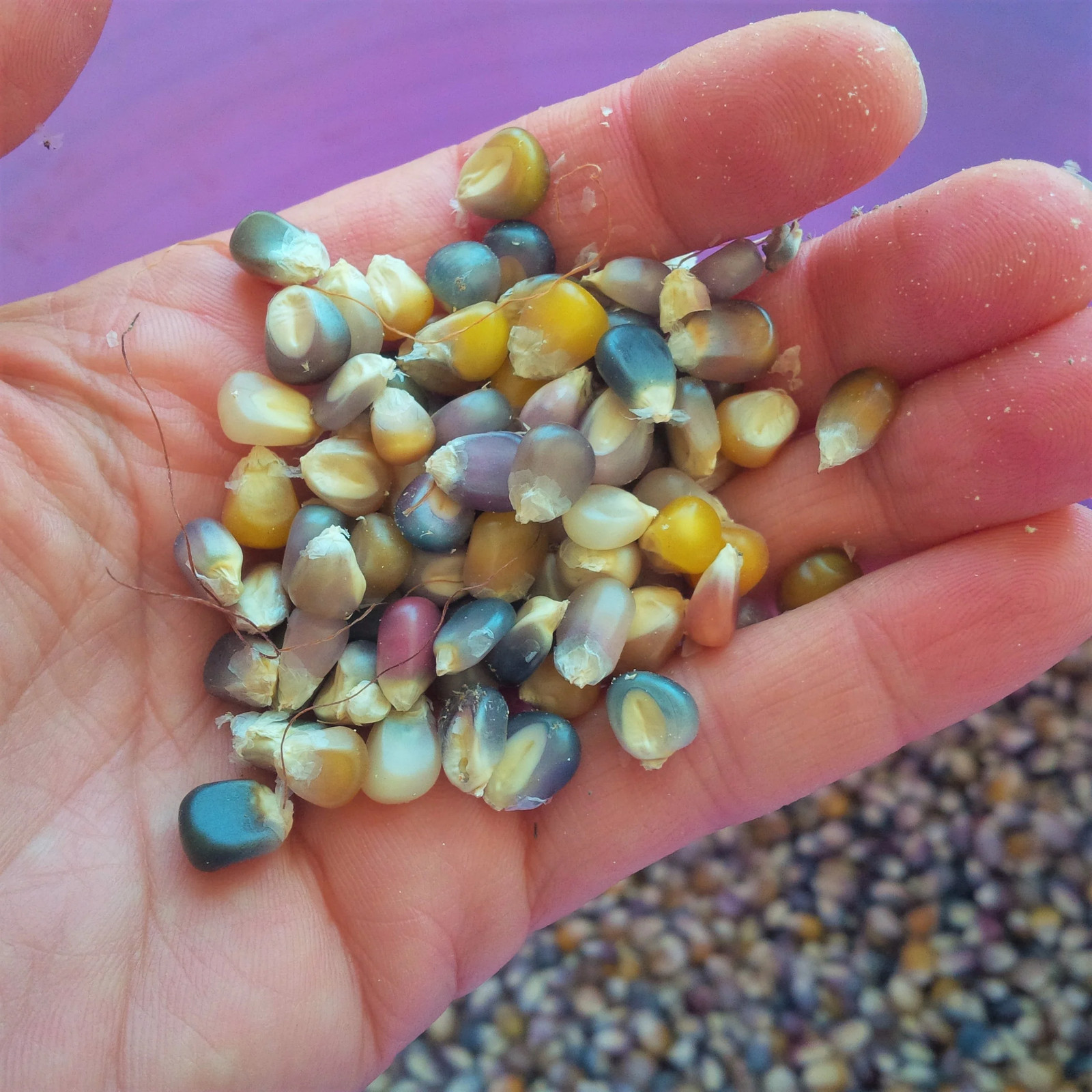 Glass Gem Ornamental Corn Seeds ORGANIC | Rainbow Color Flint Popcorn Seed 2023