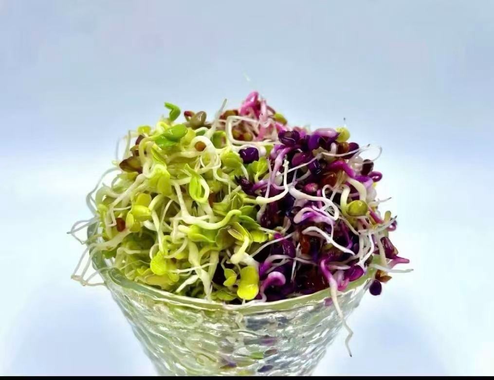 Micro Vegetables Radish Sprout Seeds | White Red Green Mix | 1LB Hydroponic