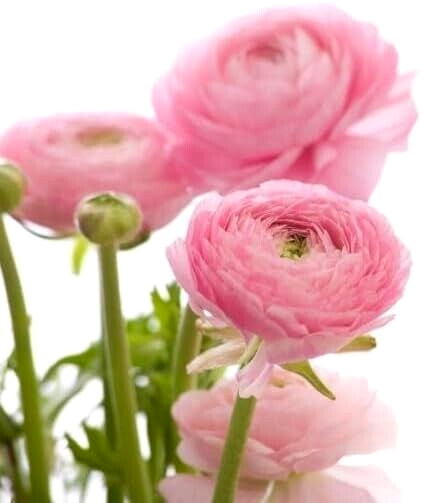 Ranunculus PINK 20 Bulbs Buttercup Peony Rose Corm Wedding Bouquet Flower Garden