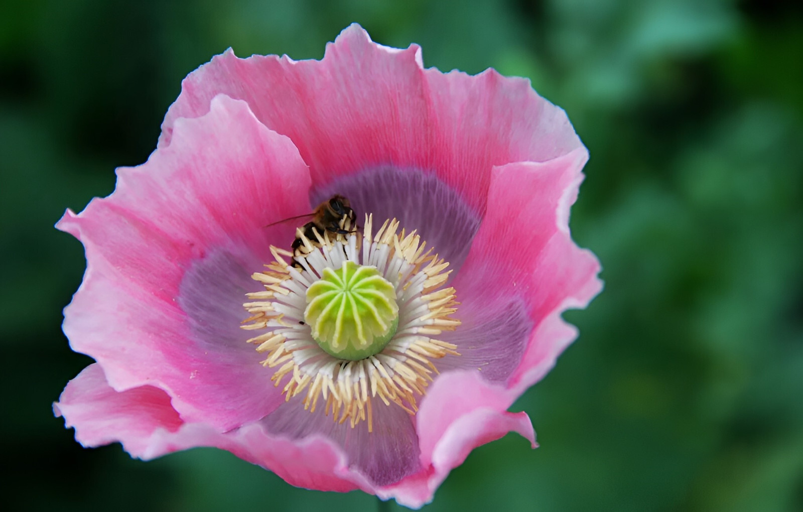 1,000 The Giant – Giganteum P. Somniferum Poppy Seeds -HUGE Pink&Purple Blooms!
