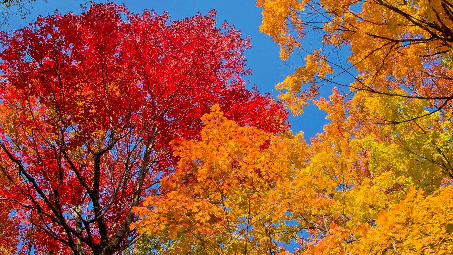 Southern Sugar Maple Tree | Premium Seeds | Acer saccharum ‘Summer’ | Plants’®