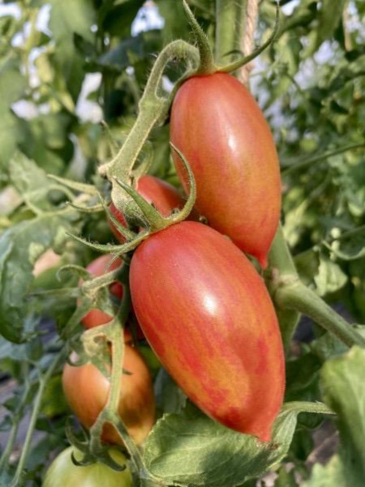 10 seeds Candy Sweet Icicle Tomato Large Cherry Rare Variety Indeterminate