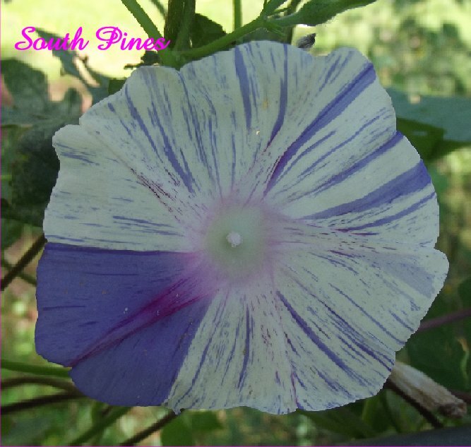 Fun Morning Glory Mix – 25 seeds – purpurea, peach, milky way, pink, purple