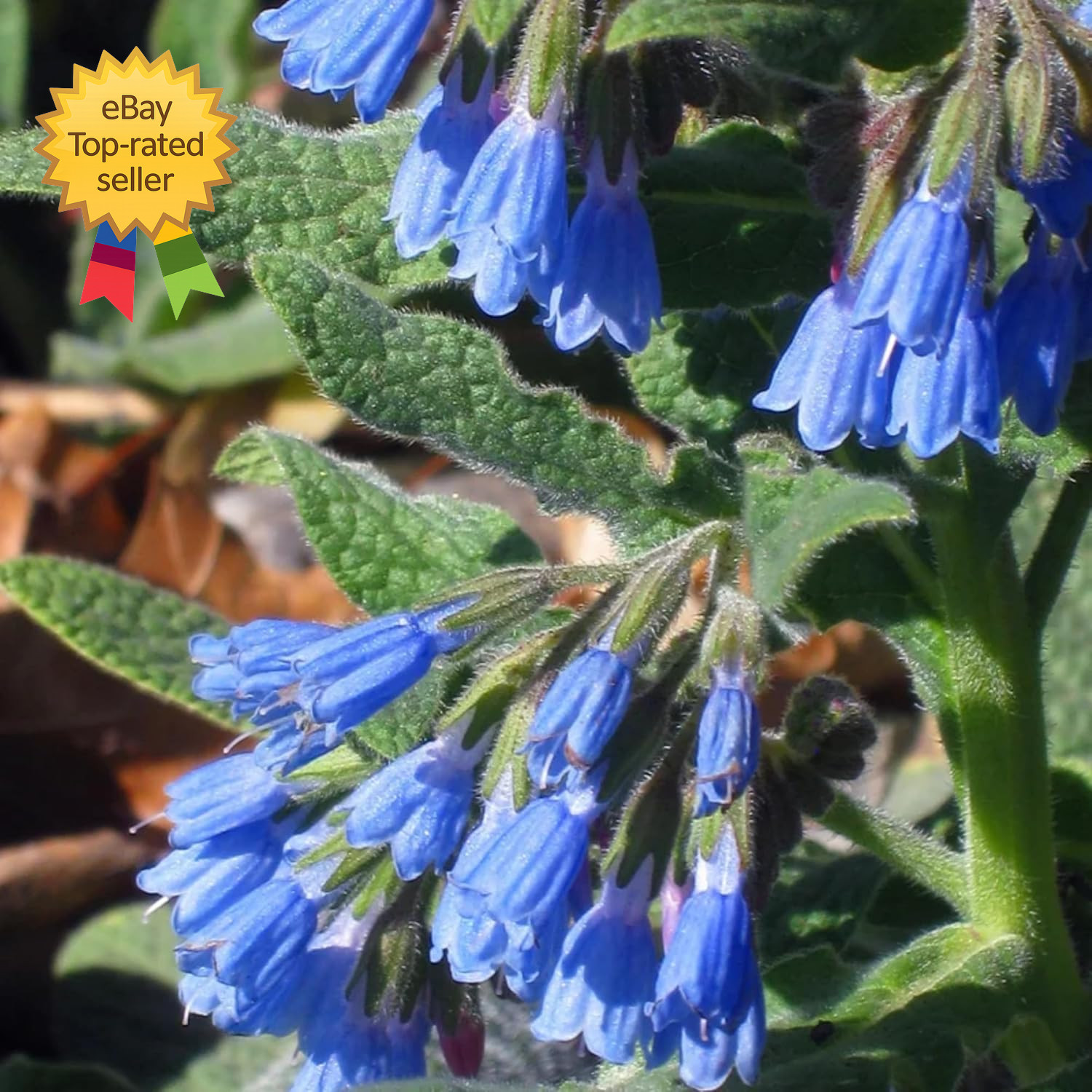 Symphytum Officinale Comfrey Seeds Non Gmo Heirloom Fresh Garden Seeds