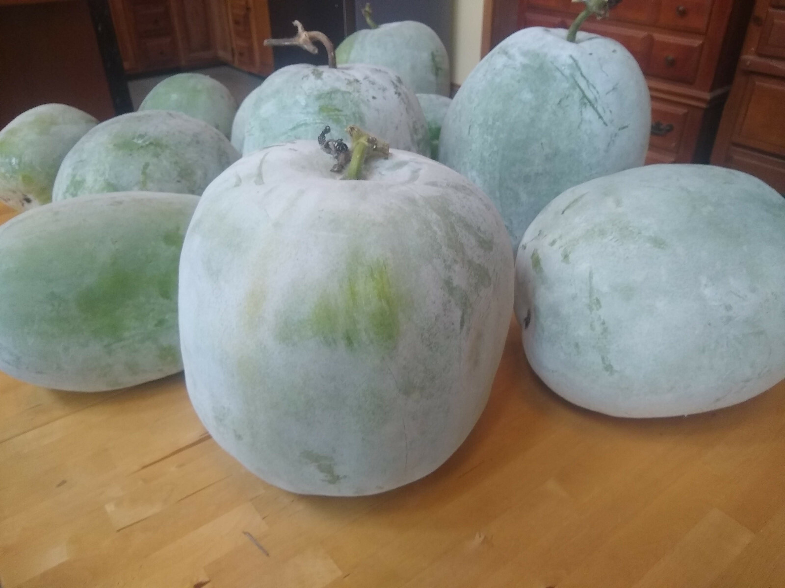 Winter Melon Seed ~ Benincasa hispida ~ Wax Gourd