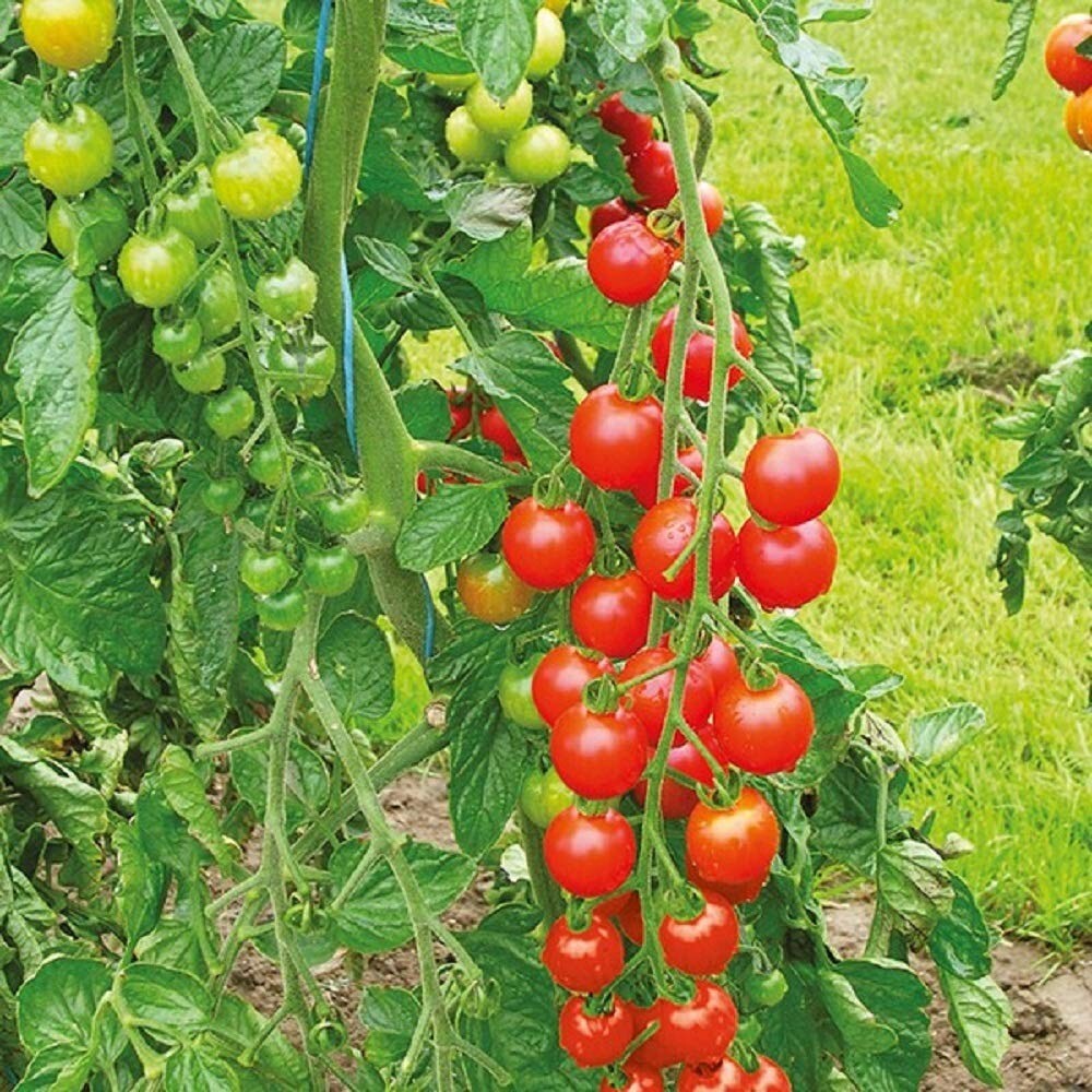 Sweetie Cherry Tomato Seeds, Super Sweet Cherry Tomato, NON-GMO, FREE SHIPPING
