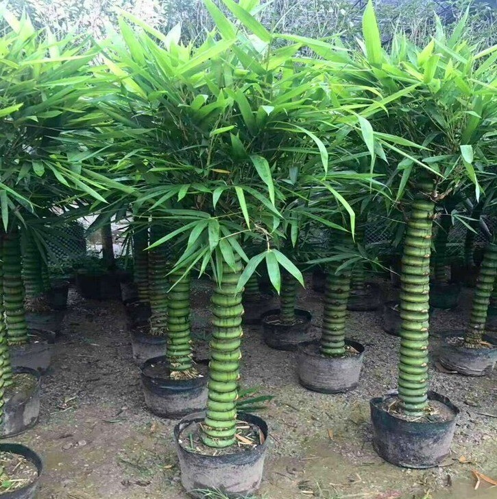 50 + Buddha belly bamboo seeds ( Bambusa ventricosa )