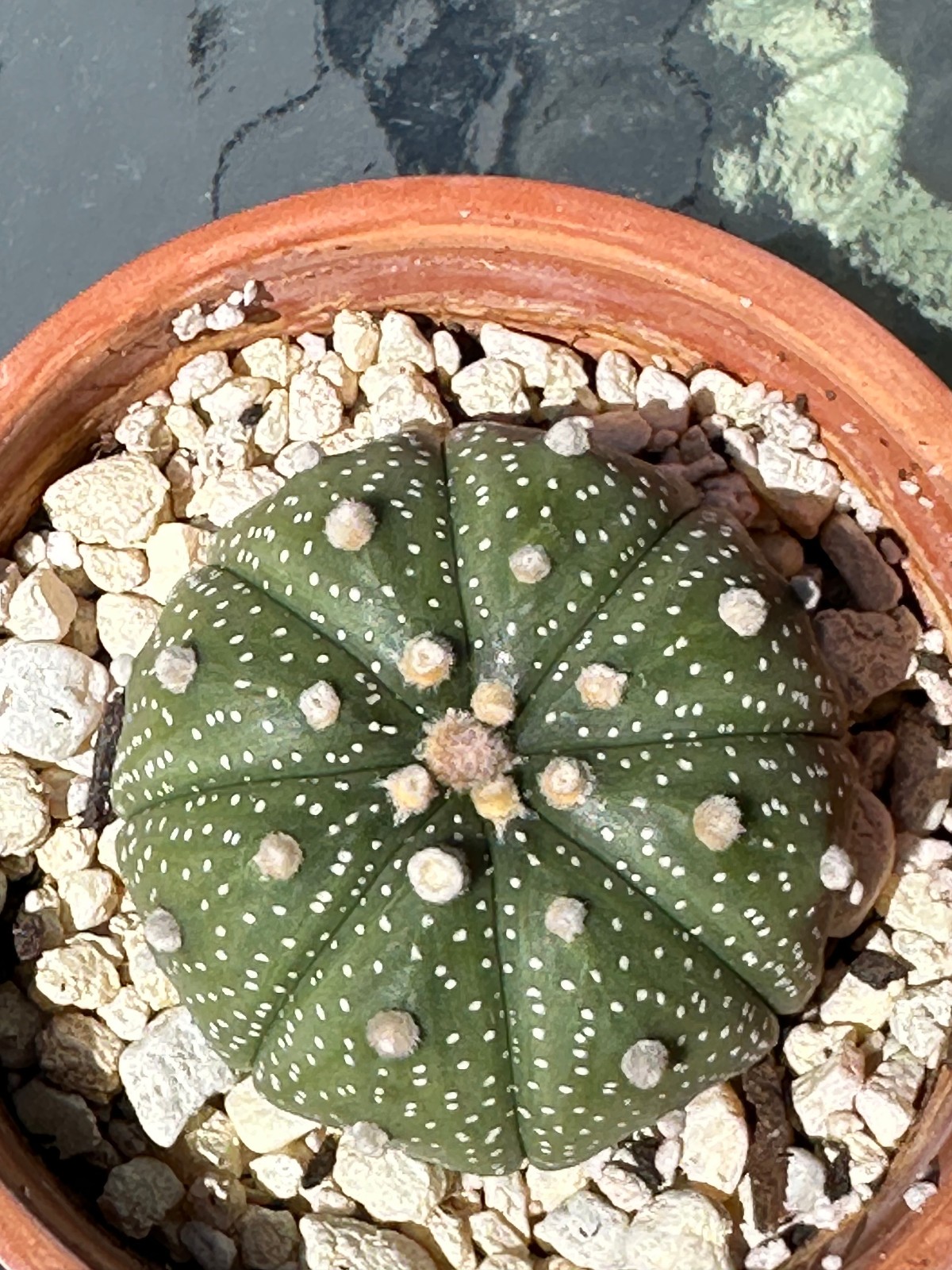 Astrophytum Asterias Live Sand Dollar Cactus in 3.5″ pot FREE SHIPPING