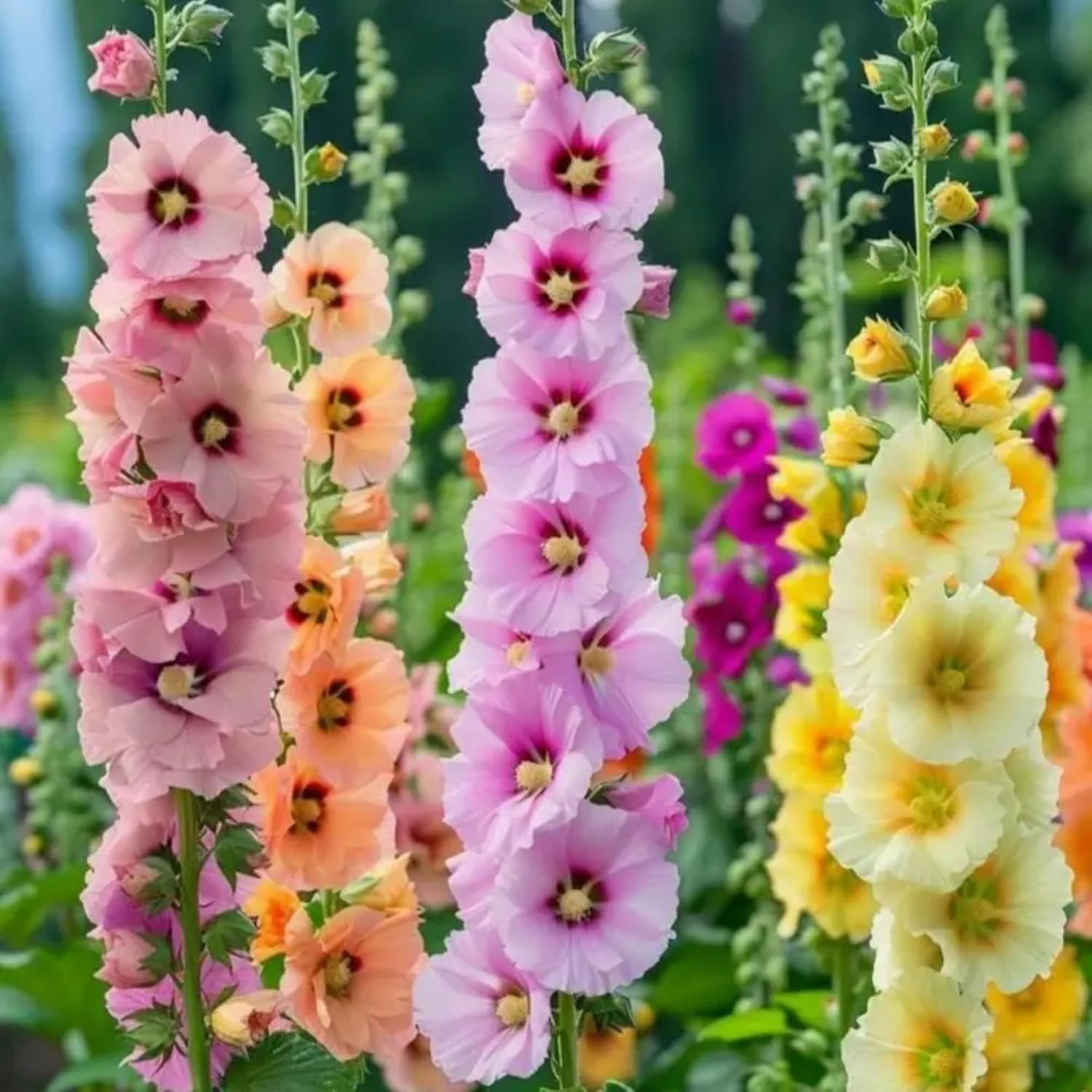 300+ Double Hollyhock Seeds for Planting – Giant Mixed Hollyhock Flowers Seed