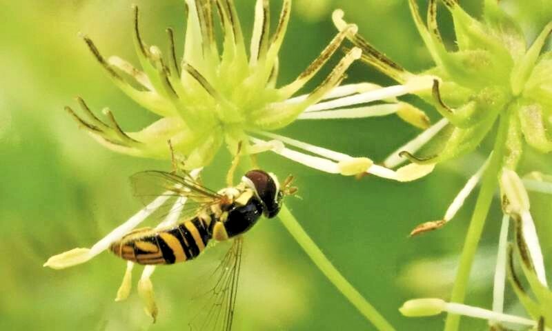 2001+BENEFICIAL INSECT Native Wildflower Mix Seed 7 Different Annual Perennial