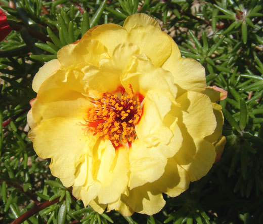 MOSS ROSE YELLOW Portulaca Grandiflora – 1,250 Bulk Seeds