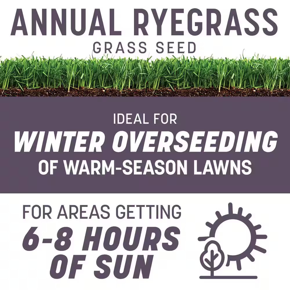 50 Lbs. Annual Ryegrass Grass Seed (2-Pack)