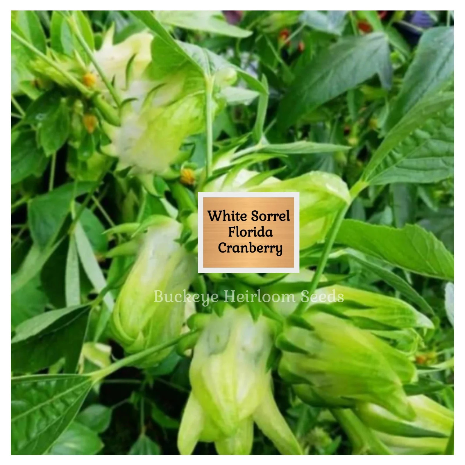 ‘White’ Roselle Seeds | 25 Seeds | Florida Cranberry | Hibiscus sabdariffa Seeds