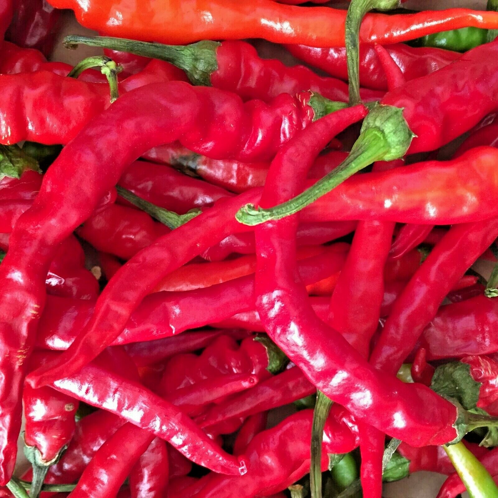 101+CAYENNE Hot Red PEPPER Seeds Organic Summer Vegetable Garden Container Easy