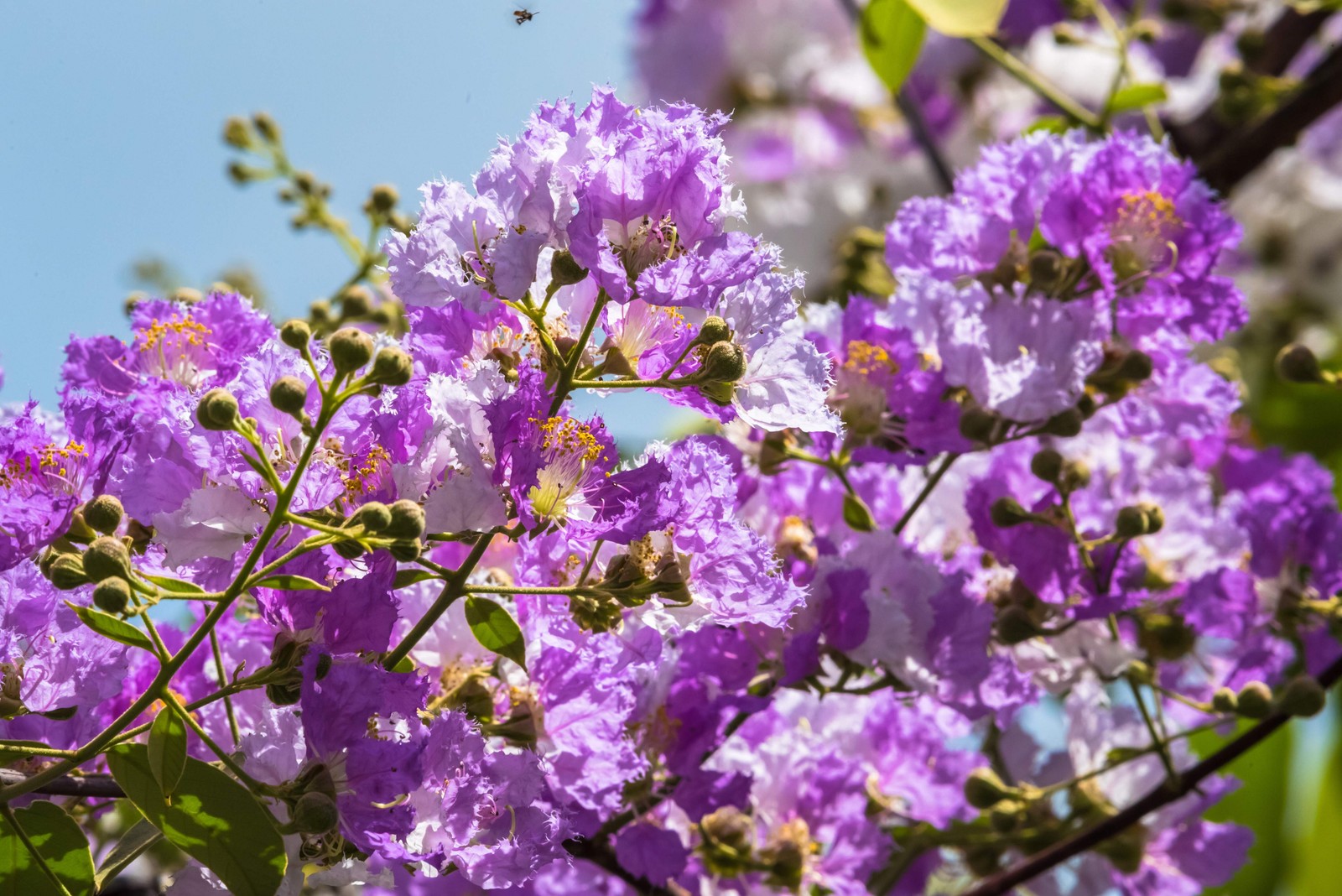 1000 Bulk CREPE MYRTLE Mixed Colors Lagerstroemia Indica Tree Shrub Flower Seeds