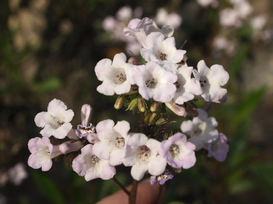 Yerba Santa {Eriodictyon californicum} Herbal Organic 20+ seeds Free Shipping!