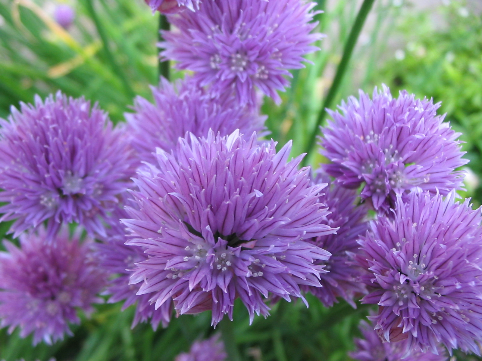 401+CHIVES Seeds Herb Green Onion Spring Fall Vegetable Garden Patio Container