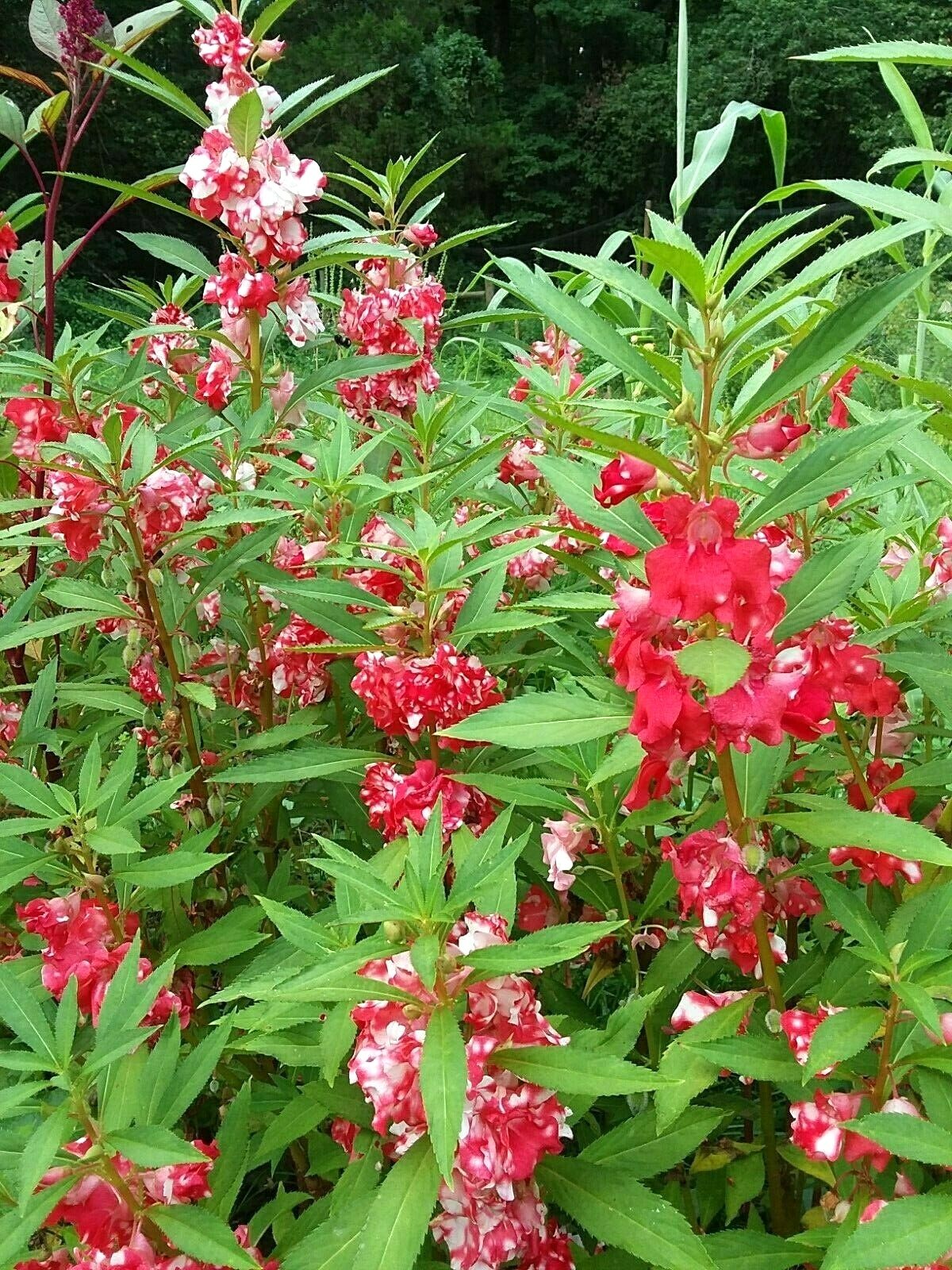 Peppermint Sticks Balsam -25 SEEDS- Beautiful Variegated Flowers Look Like Roses