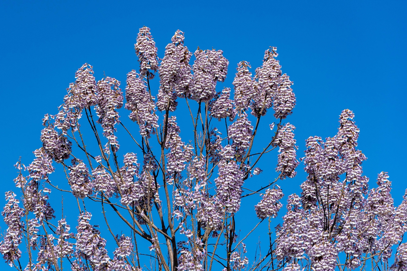 400 ROYAL PAULOWNIA EMPRESS TREE Tomentosa Flower Seeds Seeds *Flat S/H