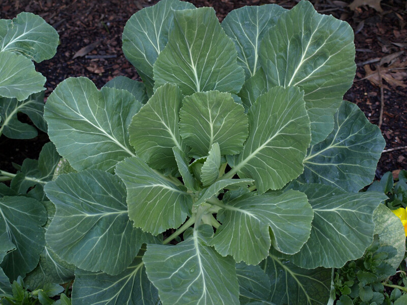 200+Kale Seeds Champion Collard Greens (Brassica Oleracea)Kale Vegetable USA