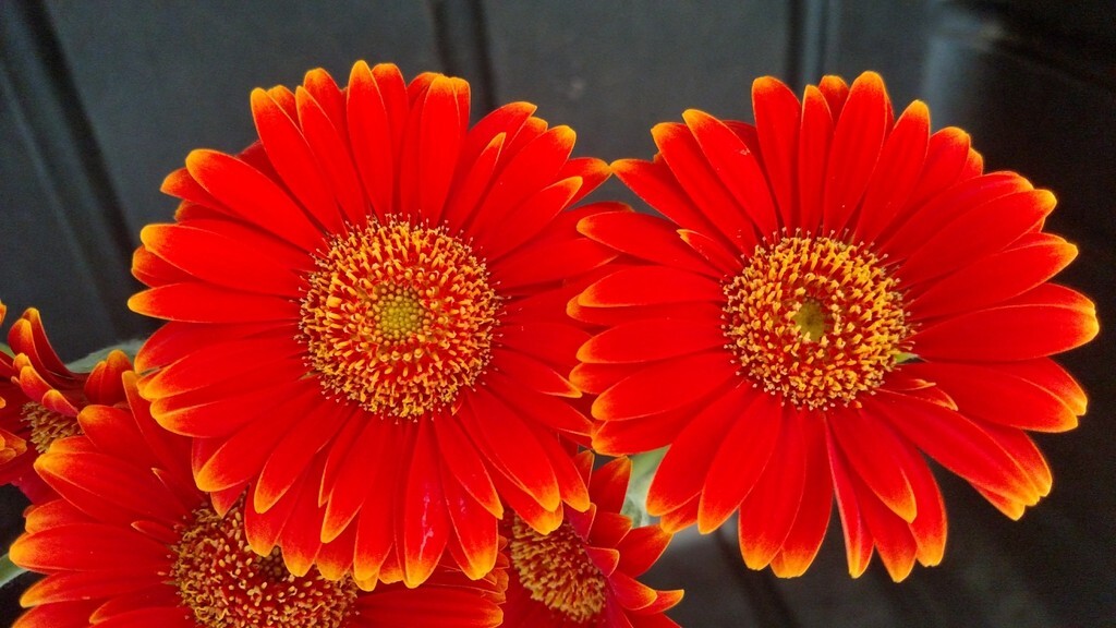 200+ Red & Yellow Gerbera Daisy Seeds for Garden Planting – USA – FAST SHIPPING!
