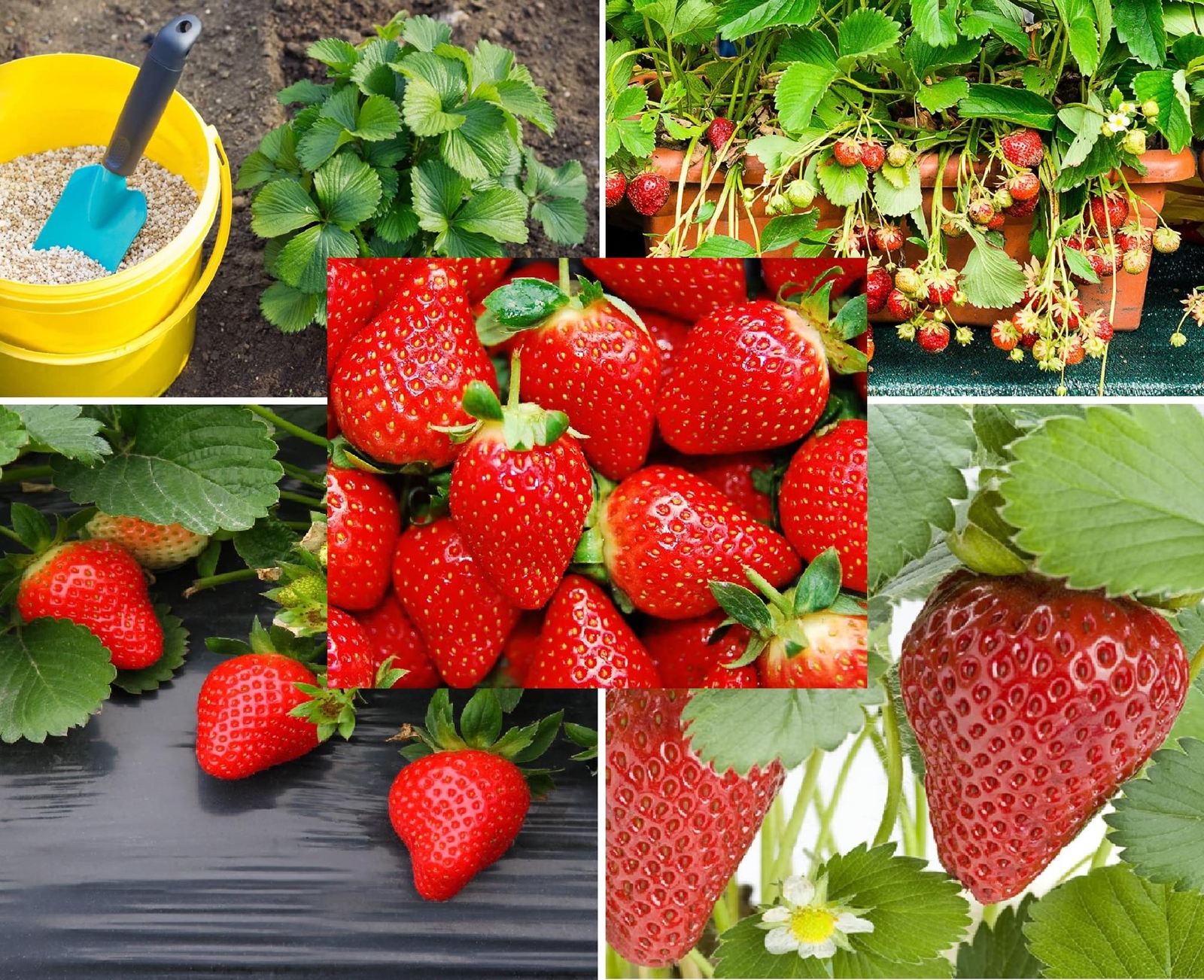 200+ Red Climbing Strawberry Seeds for Planting – Easy to Grow Everbearing Garde
